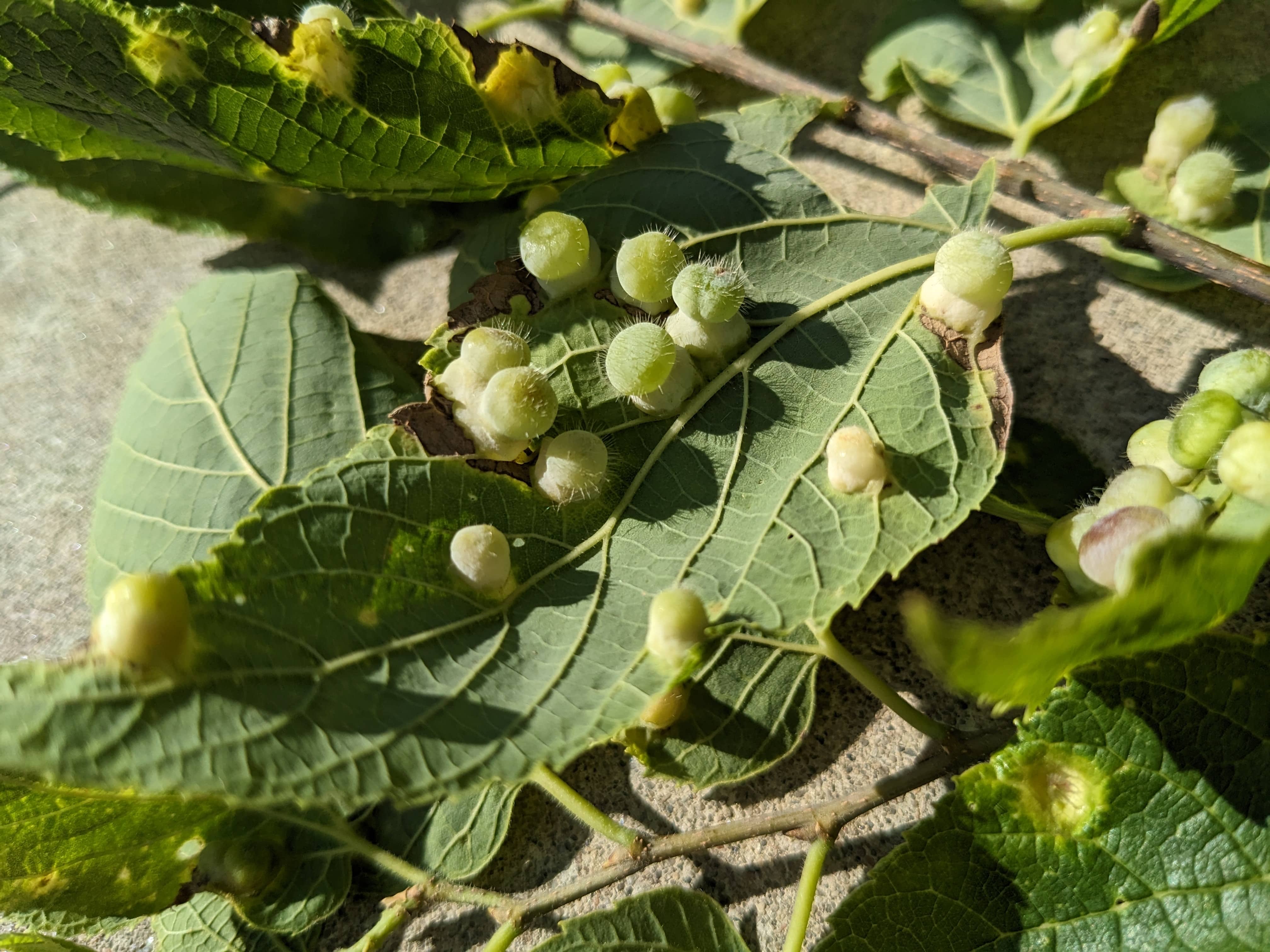 Hackberry psyllid galls — raised yellow-green galls on hackberry leaf surface caused by jumping lice (Pachypsylla sp.)