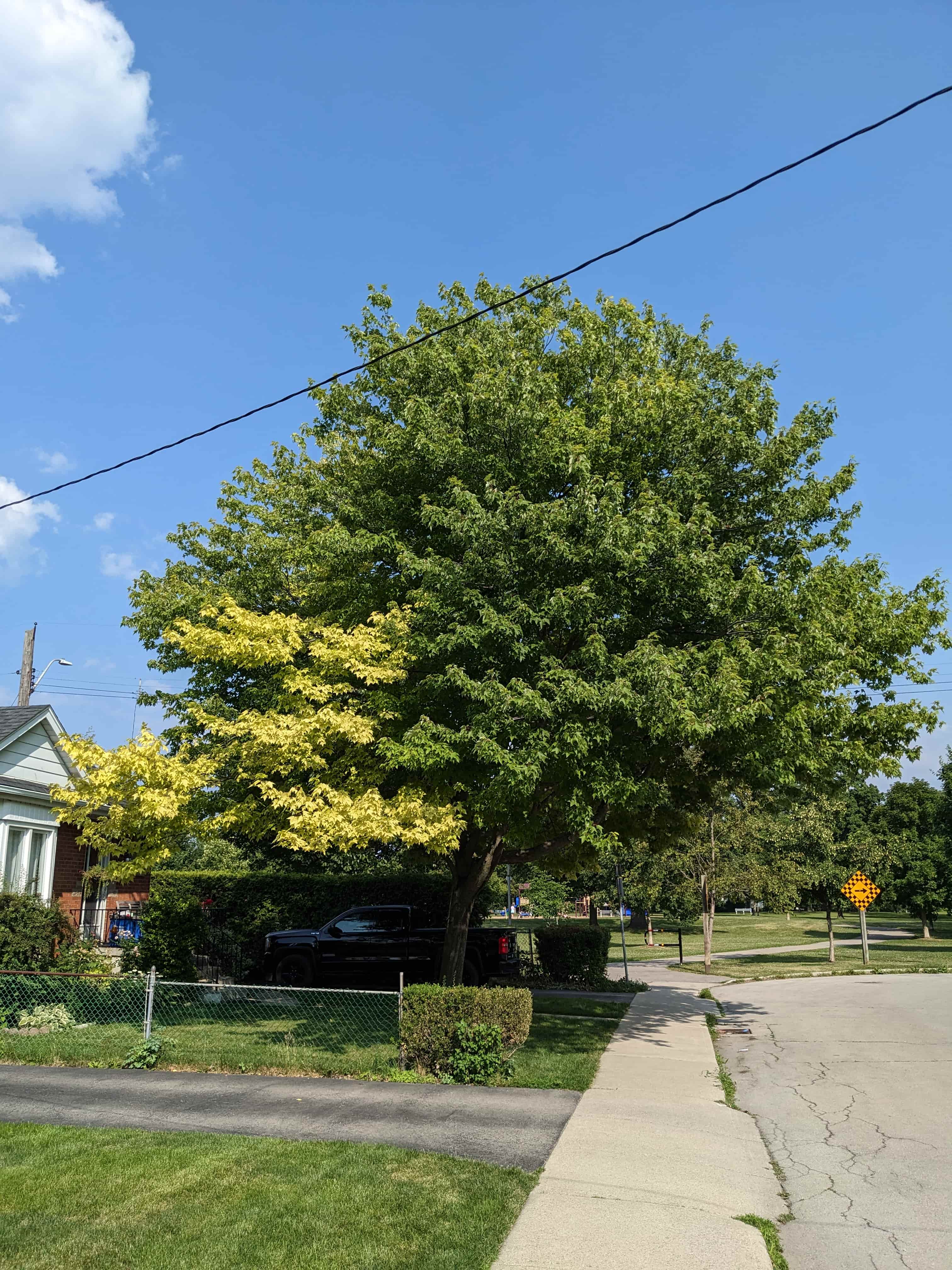 Iron chlorosis on Red Maple (Acer rubrum) — interveinal yellowing of leaves caused by high soil pH in urban setting