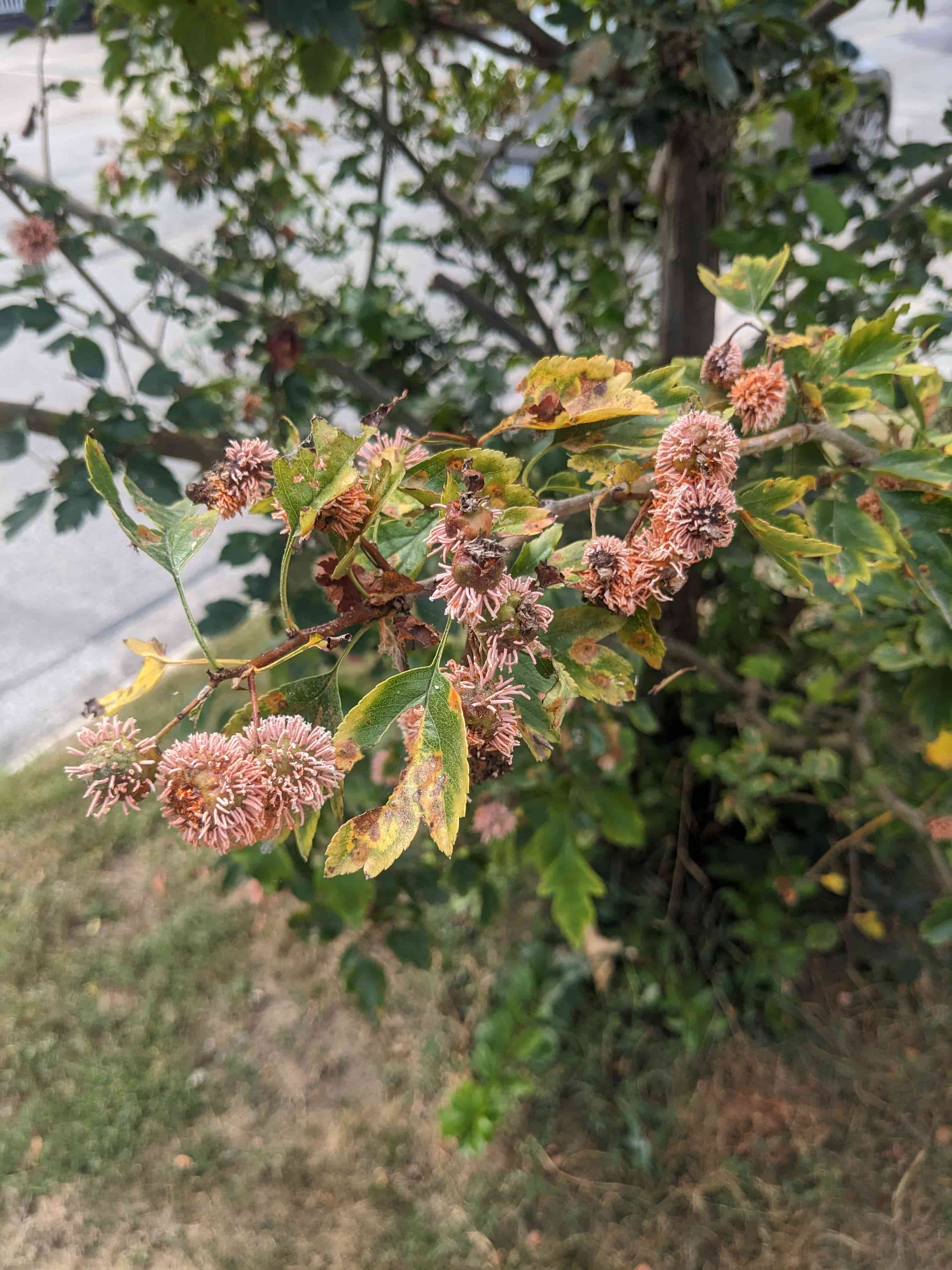 Cedar-hawthorn rust — orange gelatinous spore horns (telia) on hawthorn branch caused by Gymnosporangium fungus