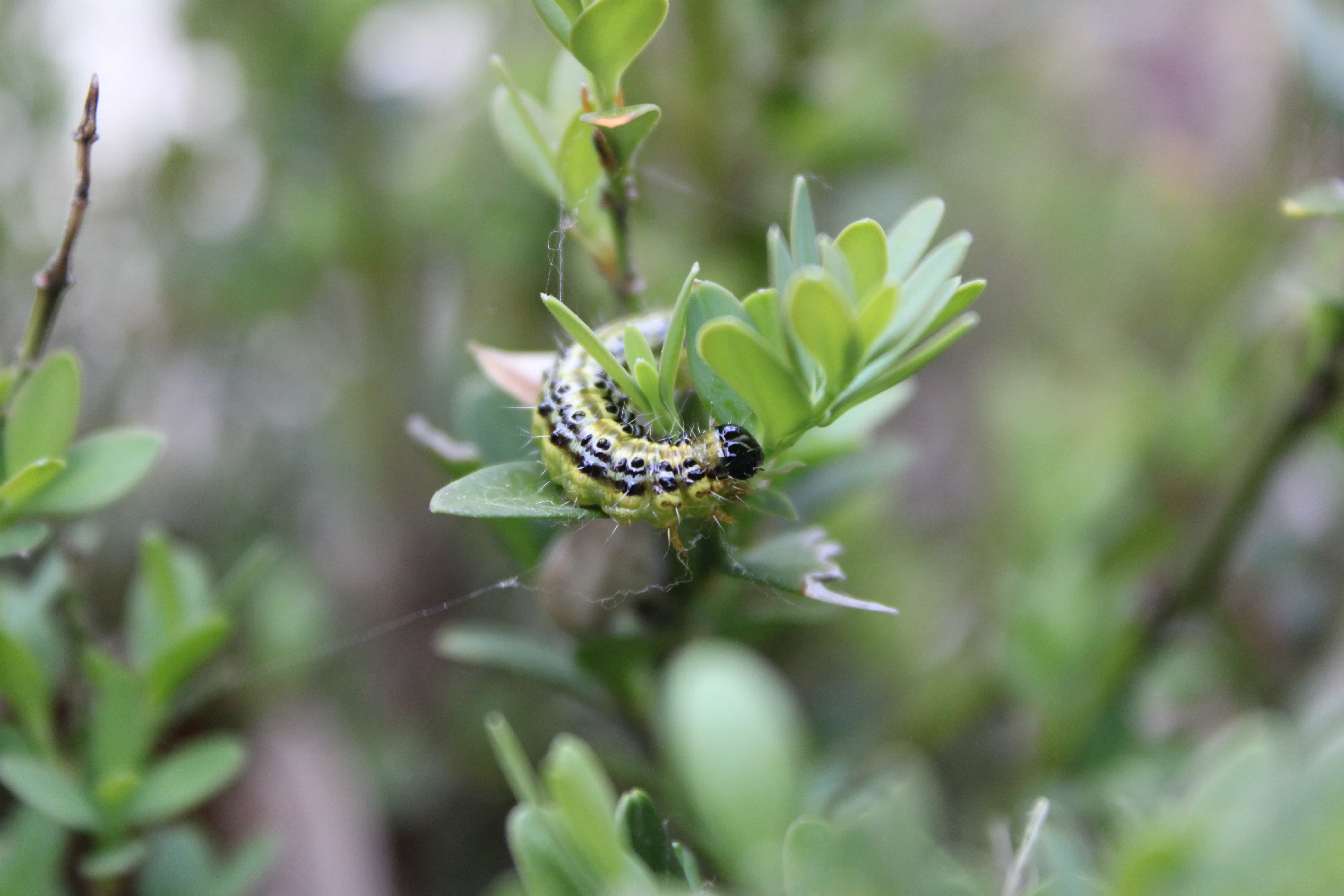 Box tree moth (Cydalima perspectalis) larval defoliation on boxwood — invasive pest spreading rapidly across Ontario