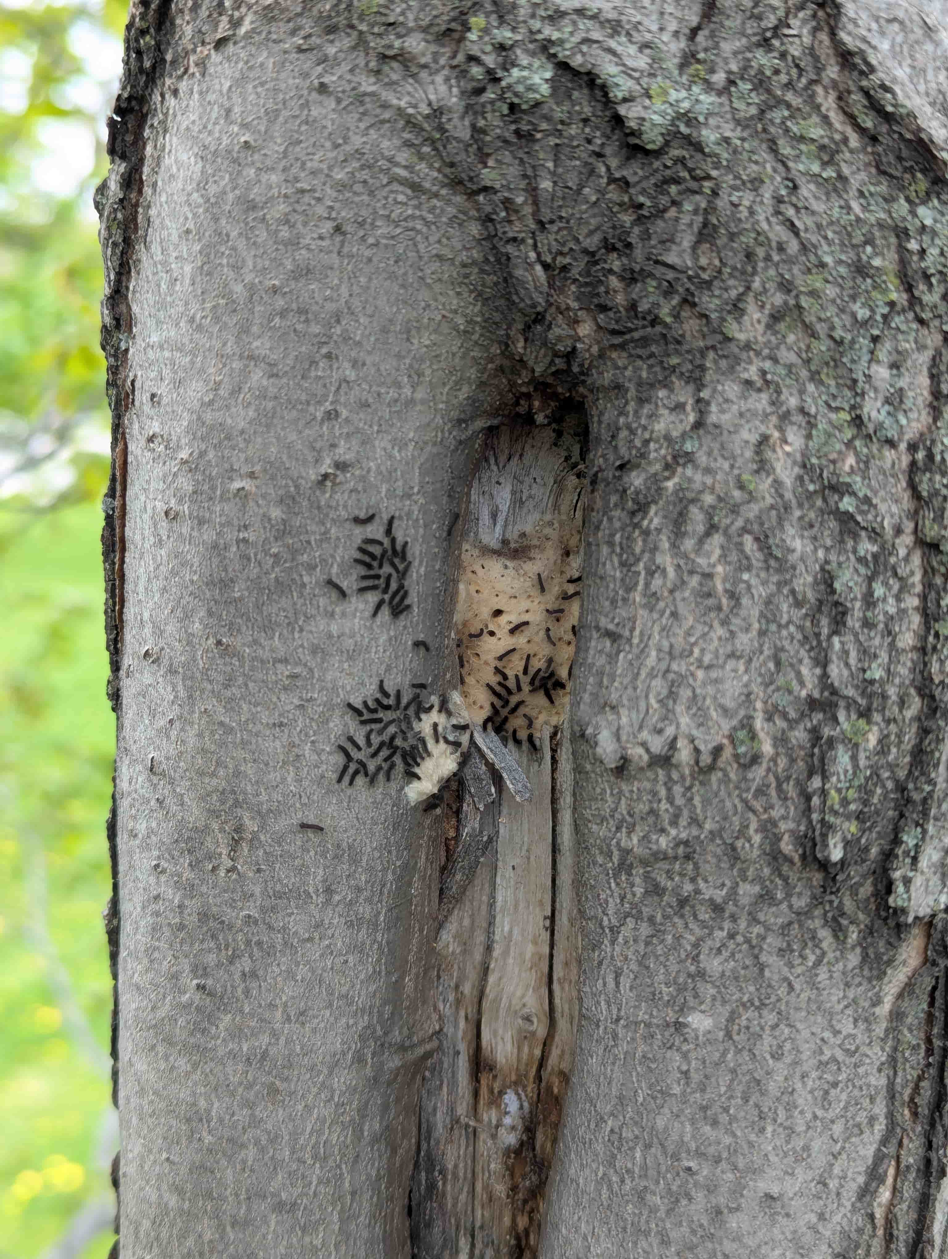 Spongy Moth larvae hatching from egg mass on Red Maple (Acer rubrum)