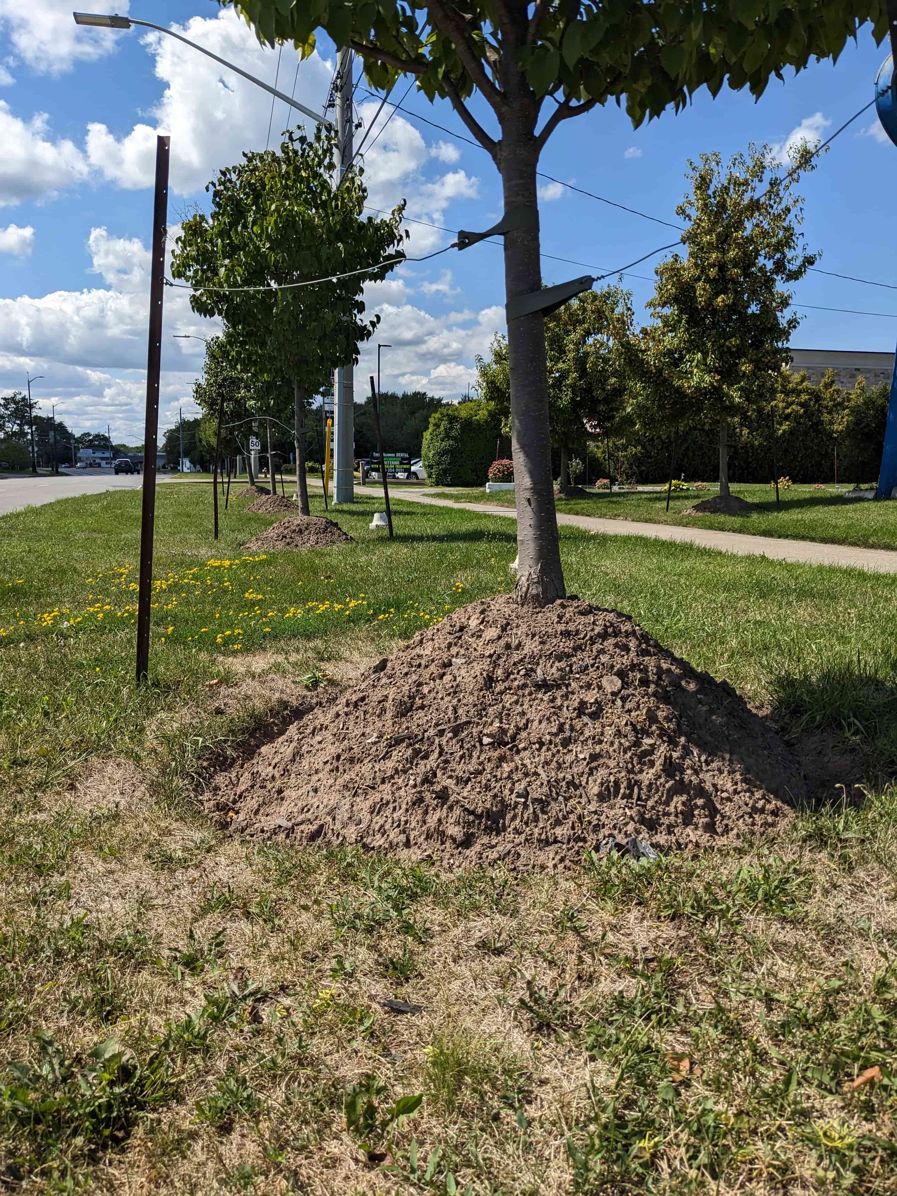 Volcano mulching — soil and mulch piled against tree trunk, a common practice that causes bark decay, disease, and root problems